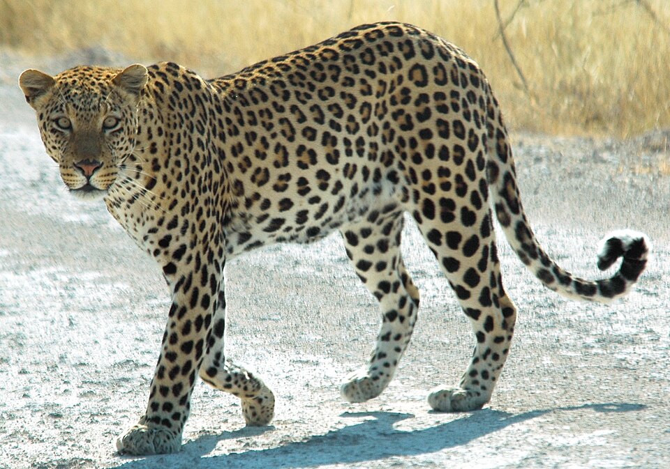 Fayl:Namibie Etosha Leopard 01edit.jpg