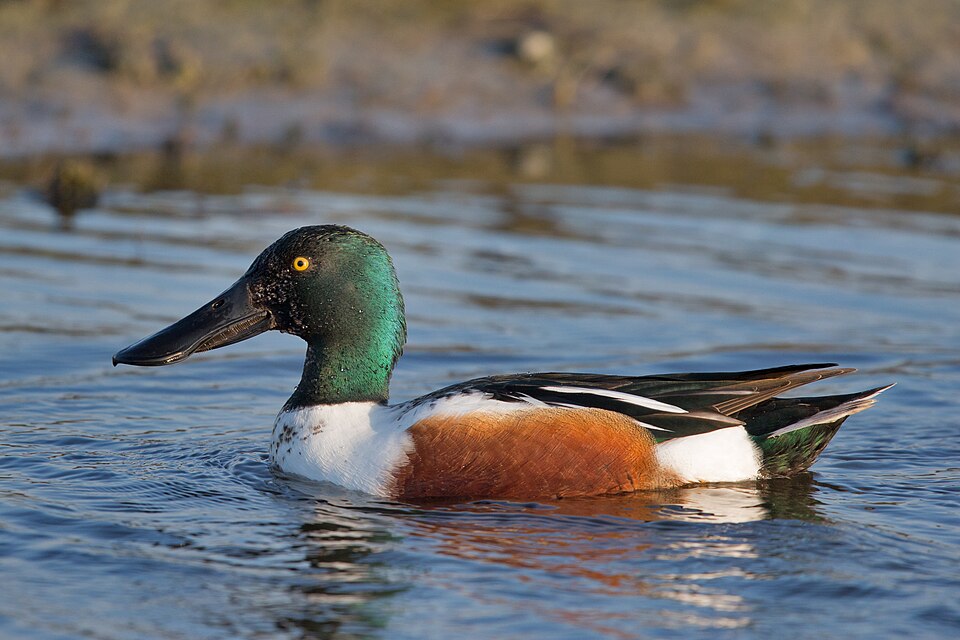 Fayl:Northern Shoveler-Anas clypeata.jpg