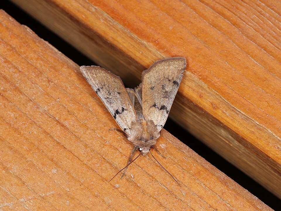 Fayl:Richia parentalis (29773544812).jpg