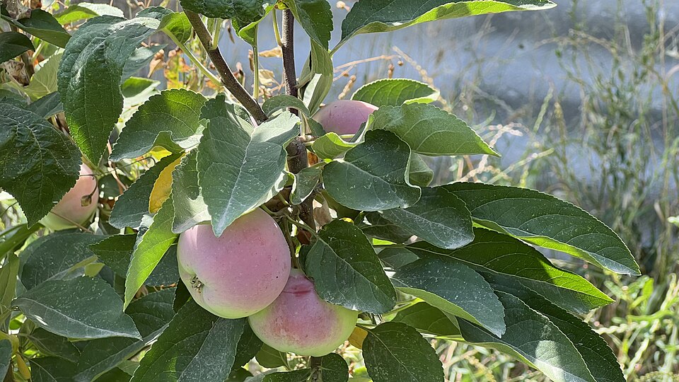 Fayl:Apple tree in June.jpg