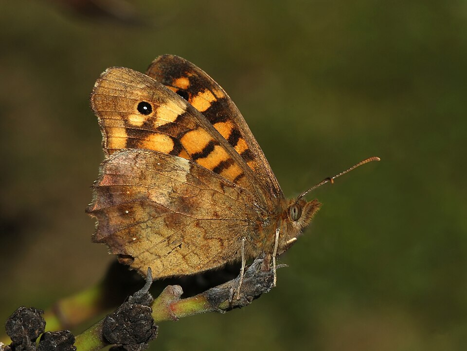 Fayl:Butterfly April 2008-2a.jpg