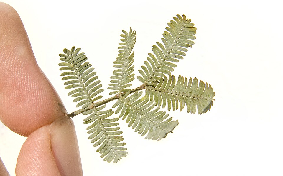 Fayl:Cootamundra wattle leaves.jpg