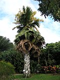 Jardin Botanique de Deshaies, Gvadelupa