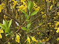 Forsythia gullari va yosh barglari