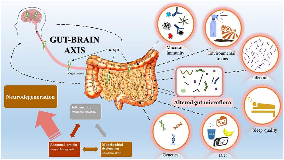Fayl:Gut-brain axis overview.jpg