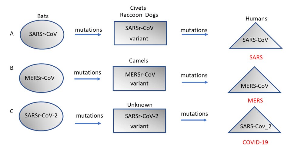 Fayl:Orgin and evolution of SARS.jpg