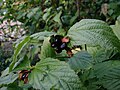 Rhodotypos scandens, zaharli amigdalin moddasi ko'p bo'lgan yapon butasi