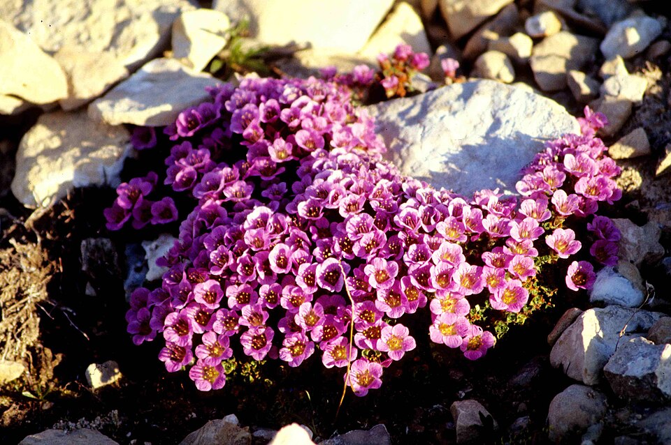 Fayl:Saxifraga oppositifolia 14-98-45.jpg