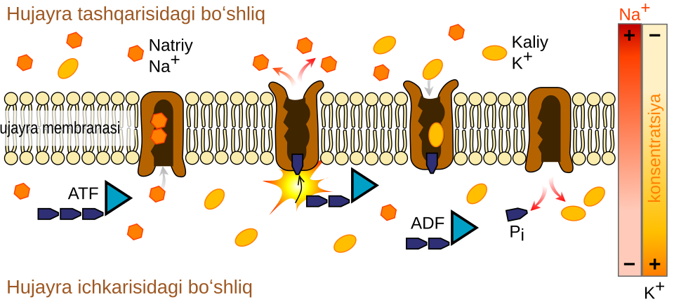 Fayl:Scheme sodium-potassium pump-uz.svg