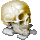 Anatomiya