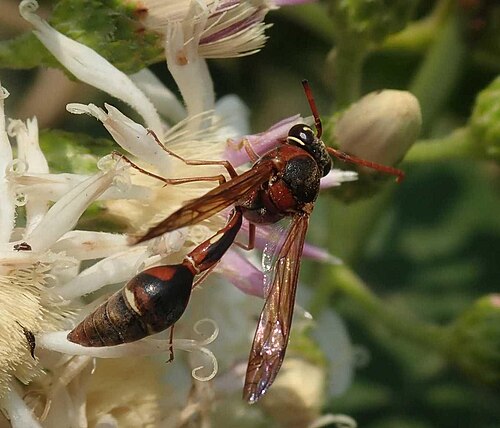 Afreumenes aethiopicus