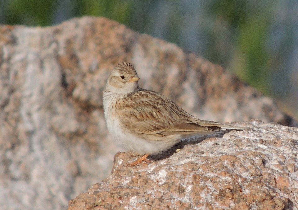 Fayl:Calandrella cheleensis.JPG