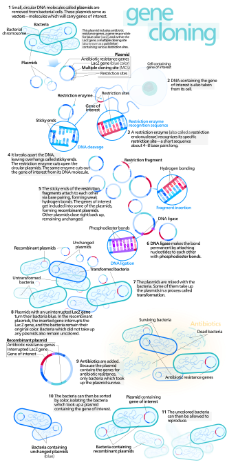 Fayl:Gene cloning.svg