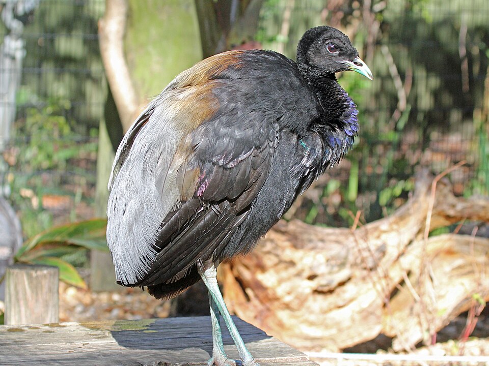 Fayl:Grey-wing Turmpeter RWD.jpg