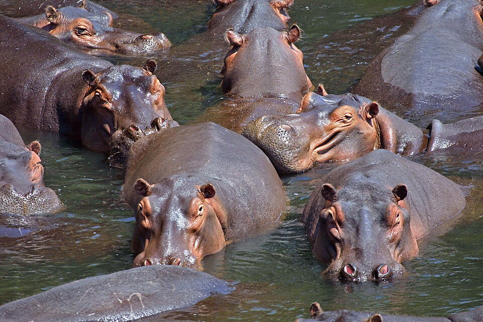 Fayl:Hippo pod edit.jpg