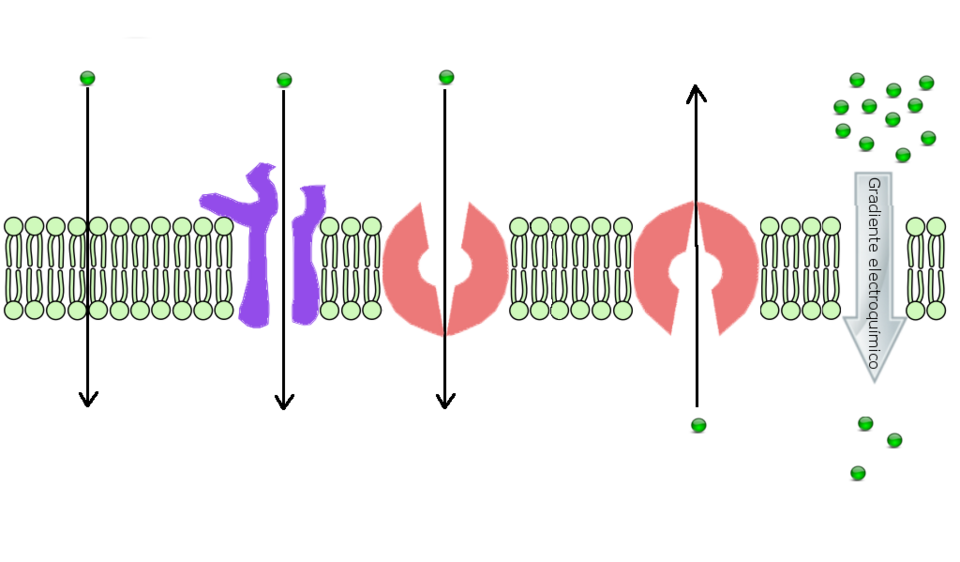 Fayl:MembraneTransport.png
