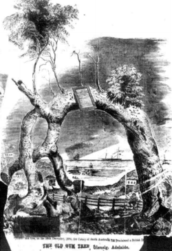 1867 yilda eski evkalipt daraxti