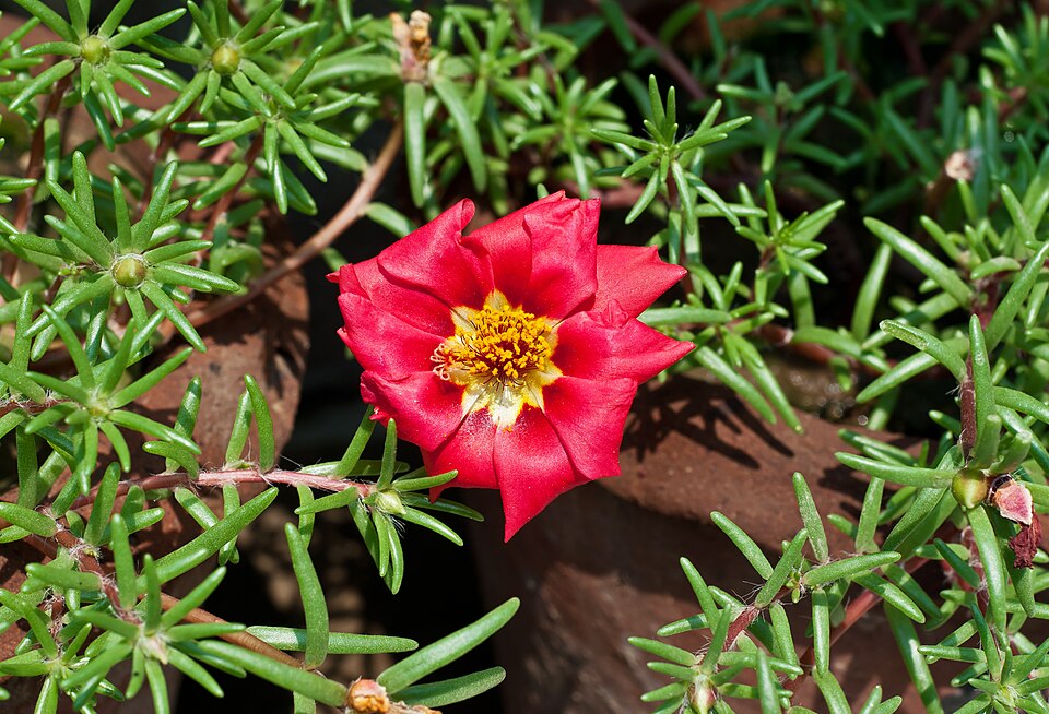Fayl:Portulaca grandiflora 26032014.jpg
