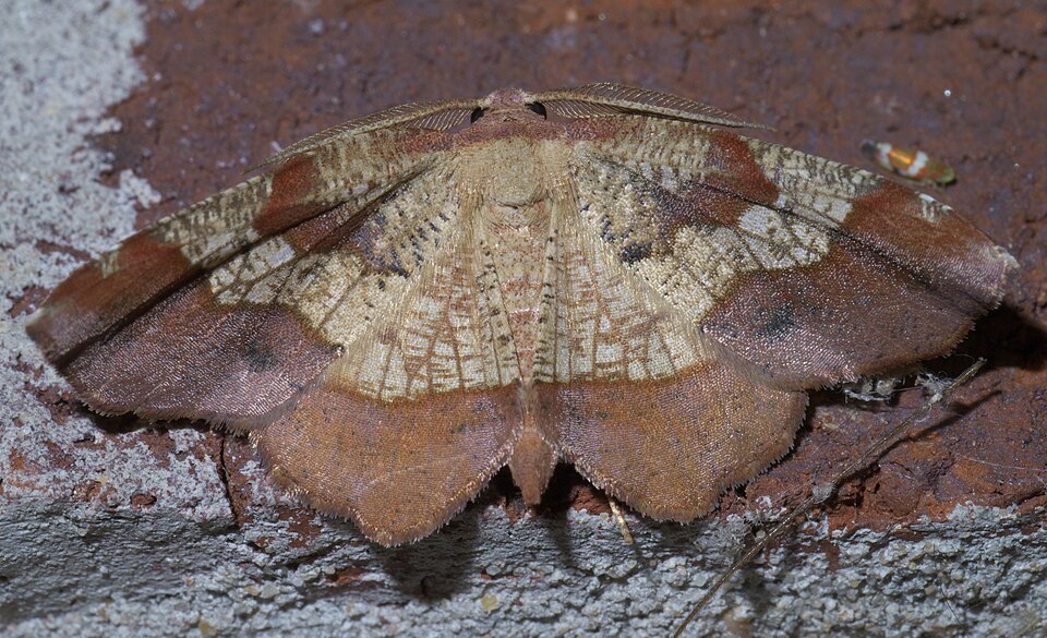 Fayl:Probole amicaria P1500170a.jpg