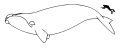 Qiyosiy o'lcham