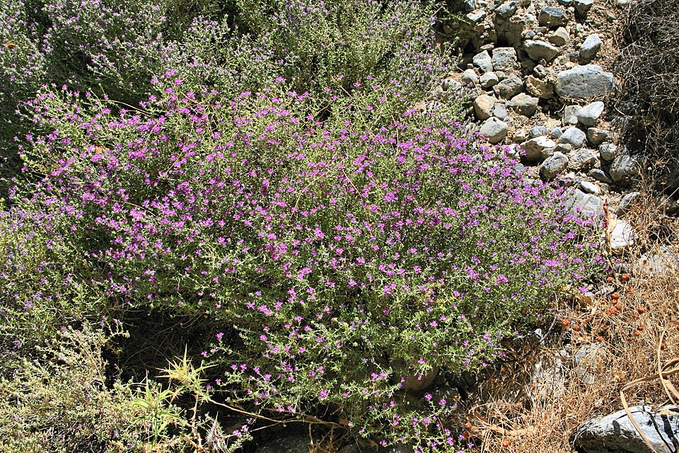 Fayl:Thymus capitatus in Crete.jpg