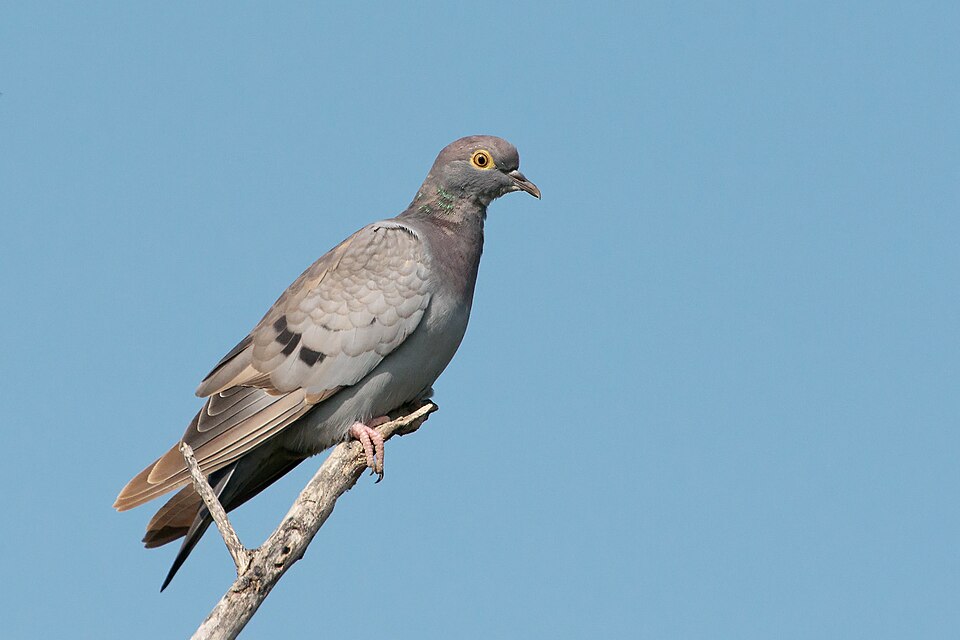 Fayl:Yellow-eyed Pigeon.jpg