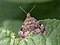 Choreutidae
