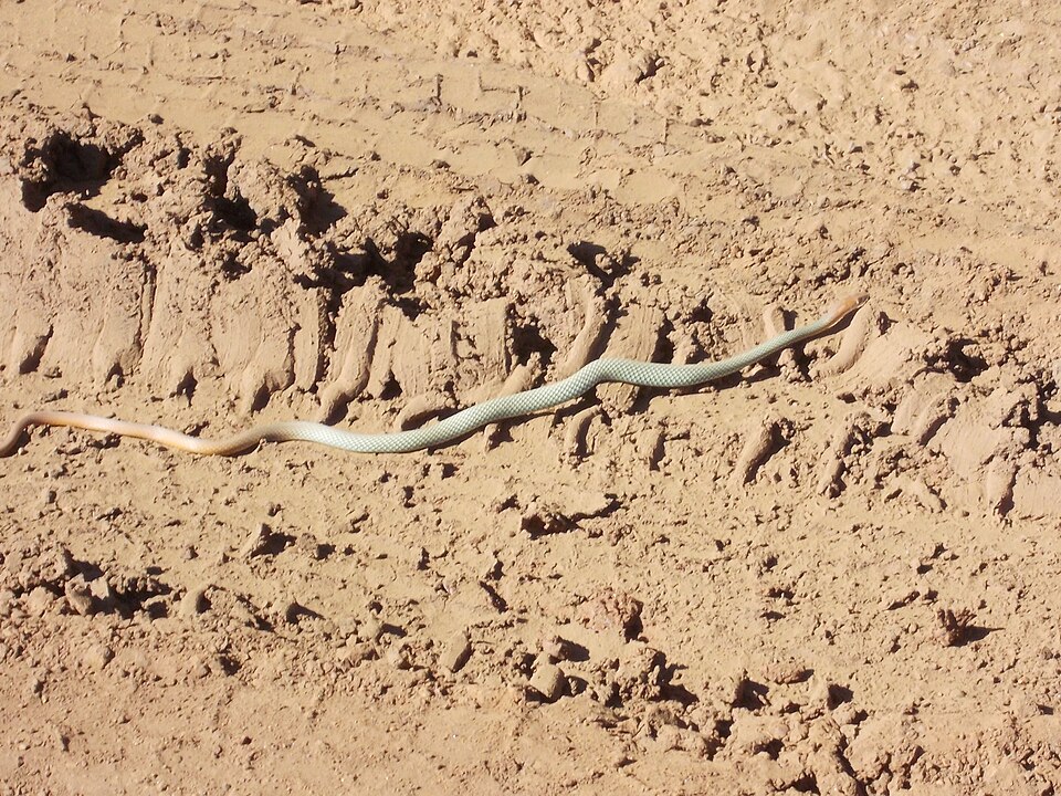 Fayl:Demansia psammophis 12-05-2014-1.jpg