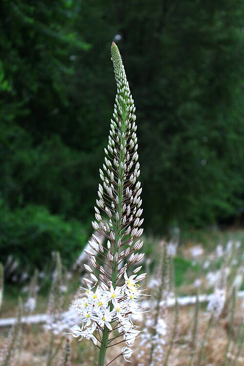 Fayl:Drimia maritima.jpg
