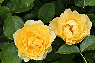 "Julia Child rose"