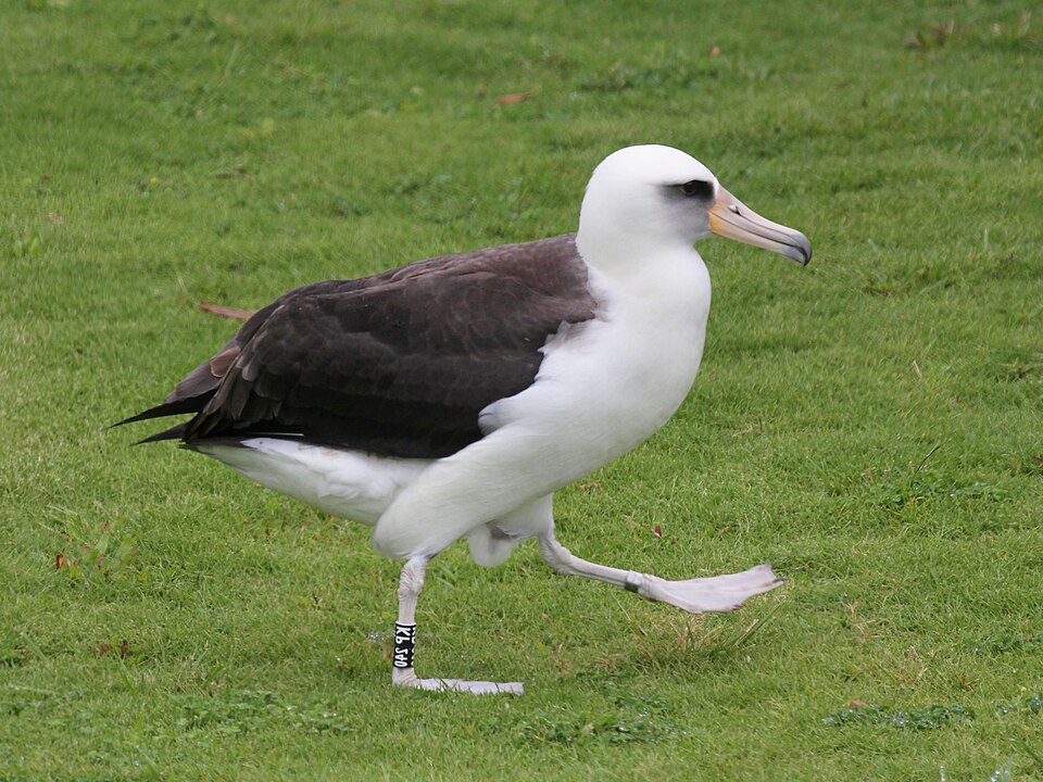 Fayl:Laysan Albatross RWD8a.jpg