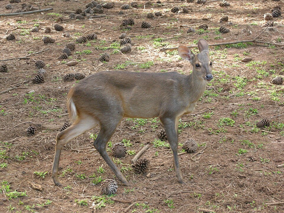 Fayl:Mazama gouazoubira (AU)-right 01.JPG