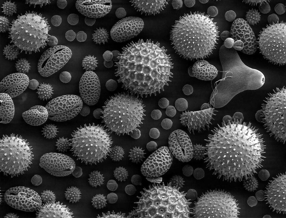 Fayl:Misc pollen.jpg