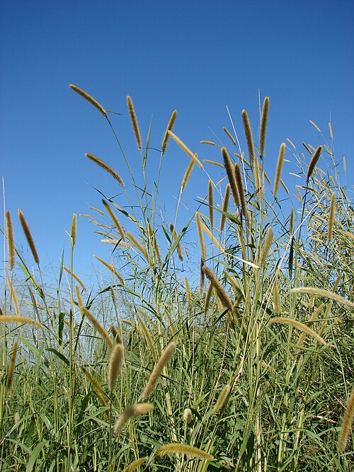 Fayl:Starr 061211-2254 Pennisetum purpureum.jpg