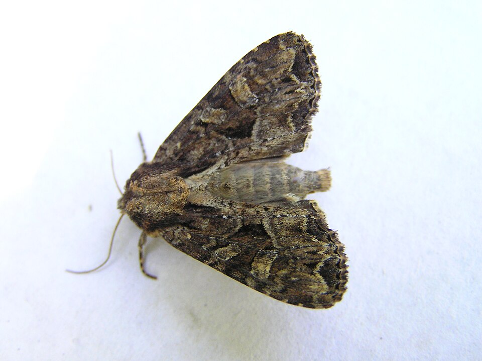 Fayl:Apamea remissa 190605.jpg
