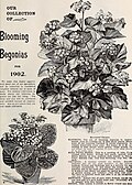 Genri G. Gilbertning bolalar bog'chasi va urug'lik savdosi katalogidan sahifa, Kentukki, 1902 yil