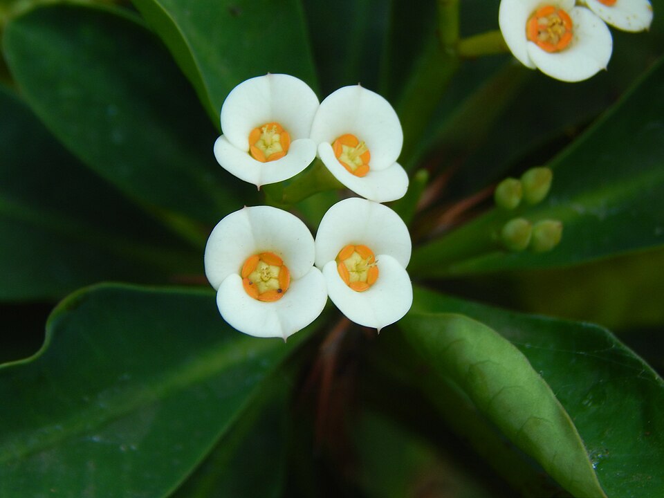 Fayl:EUPHORBIAMILII.jpg