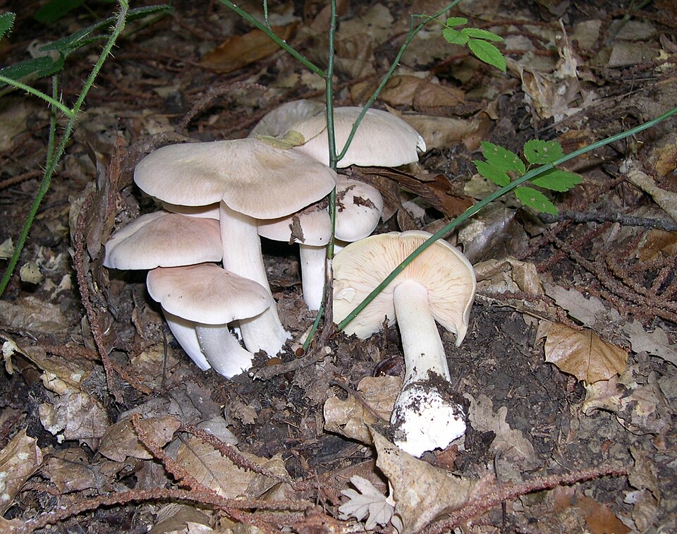 Fayl:Entoloma sinuatum group.JPG