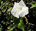 Ipomoea macrantha