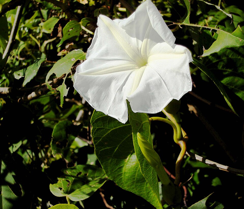 Fayl:Ipomoea macrantha.jpg