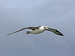 At Kilauea Point on Kauai, Hawaii