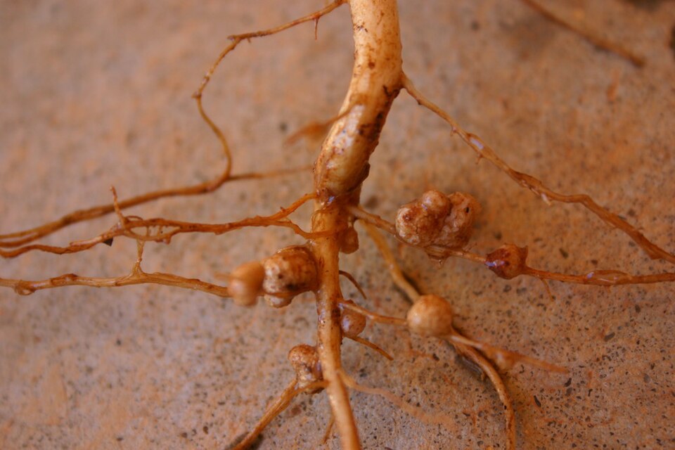 Fayl:Rhizobia nodules on Vigna unguiculata.jpg