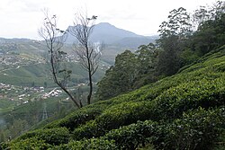 Nuwara Eliyadagi choy plantatsiyalari