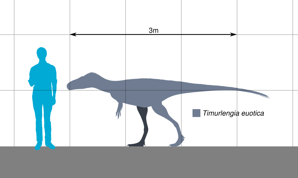 Fayl:Timurlengia Scale.svg