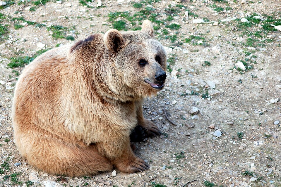 Fayl:Brown bear - Montpellier zoo.jpg