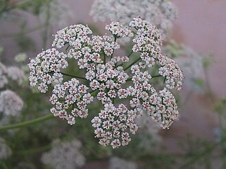 Flowers of Trachyspermum ammi