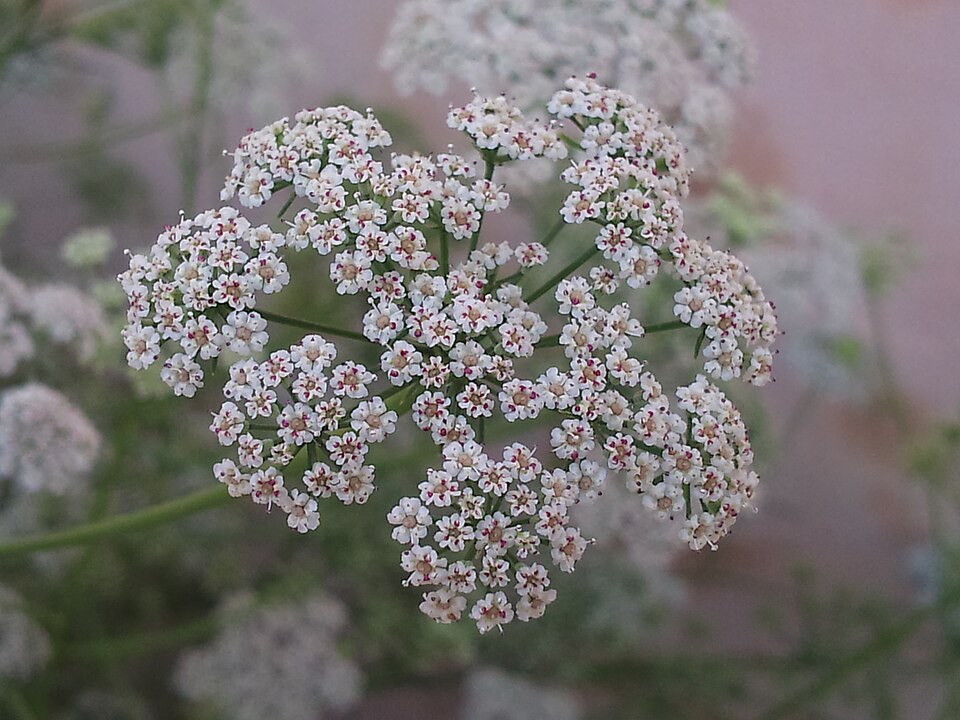 Fayl:Carom Flowers.jpg