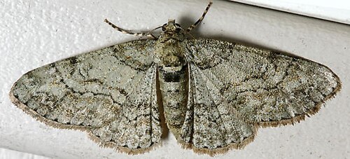 Cleora projecta