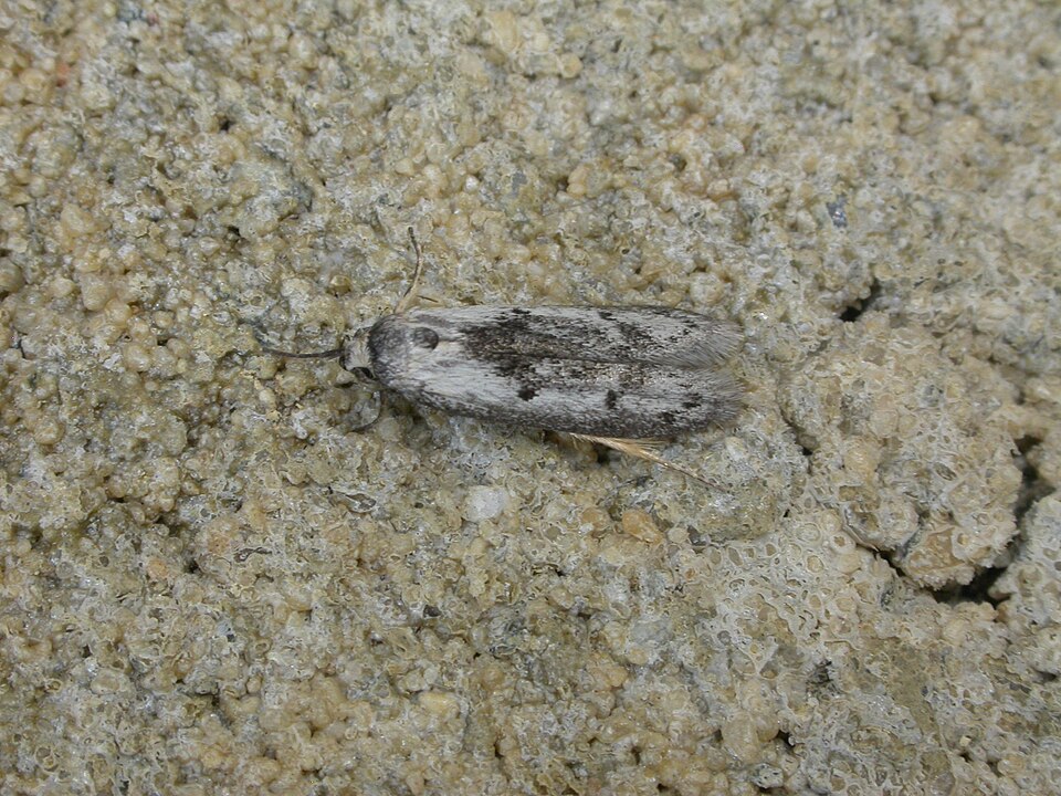 Fayl:Eulechria acervata.jpg