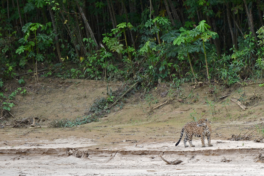 Fayl:Jaguar Madre de Dios Peru.jpg